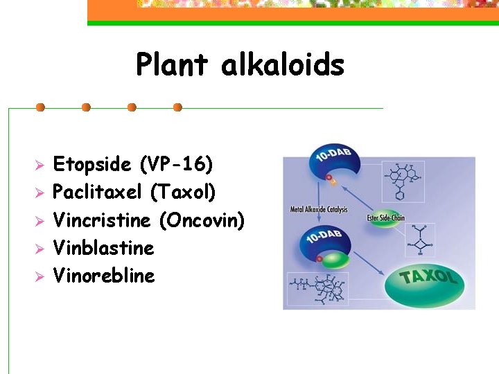 Plant alkaloids Ø Ø Ø Etopside (VP-16) Paclitaxel (Taxol) Vincristine (Oncovin) Vinblastine Vinorebline 