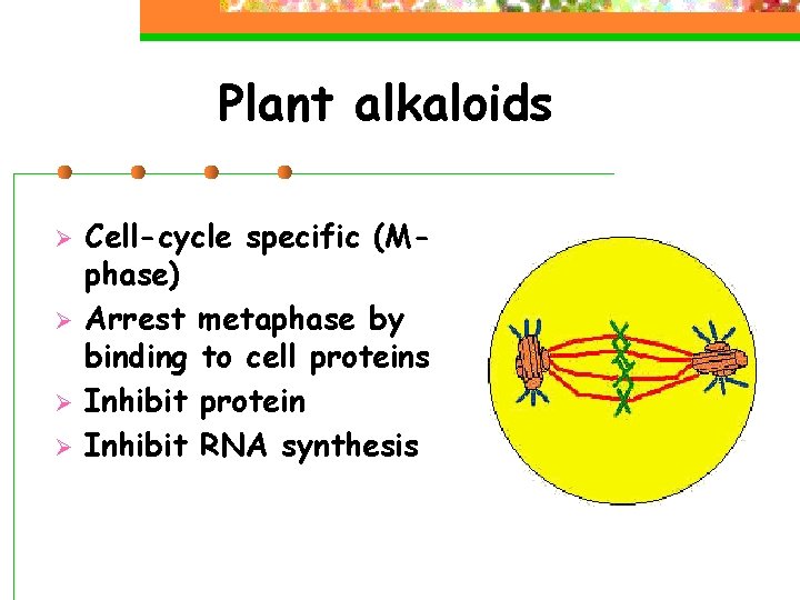 Plant alkaloids Ø Ø Cell-cycle specific (Mphase) Arrest metaphase by binding to cell proteins