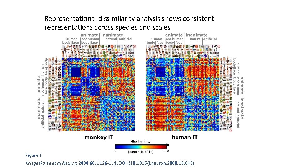 Representational dissimilarity analysis shows consistent representations across species and scales Figure 1 Kriegeskorte et