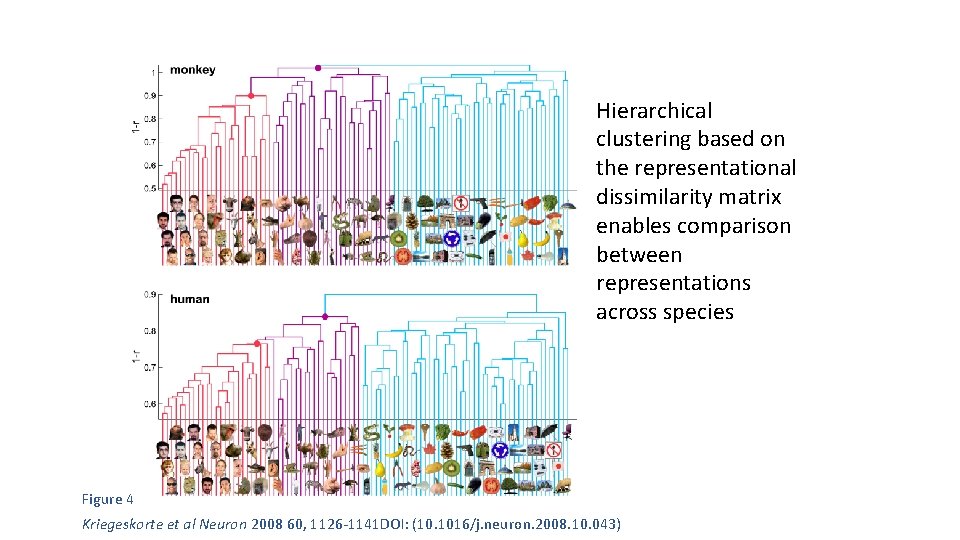 Hierarchical clustering based on the representational dissimilarity matrix enables comparison between representations across species