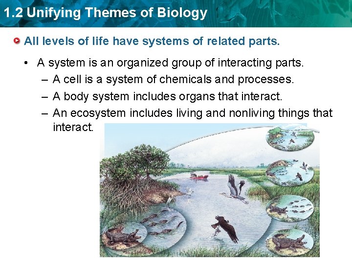 1. 2 Unifying Themes of Biology All levels of life have systems of related
