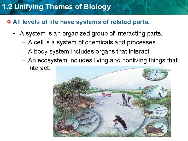 1. 2 Unifying Themes of Biology All levels of life have systems of related 1. 2 Unifying Themes of Biology All levels of life have systems of related
