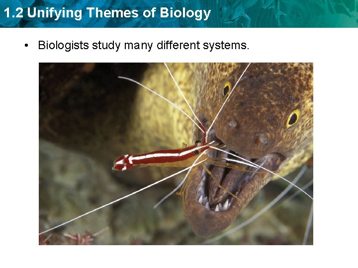 1. 2 Unifying Themes of Biology • Biologists study many different systems. 
