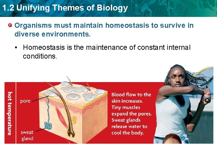 1. 2 Unifying Themes of Biology Organisms must maintain homeostasis to survive in diverse