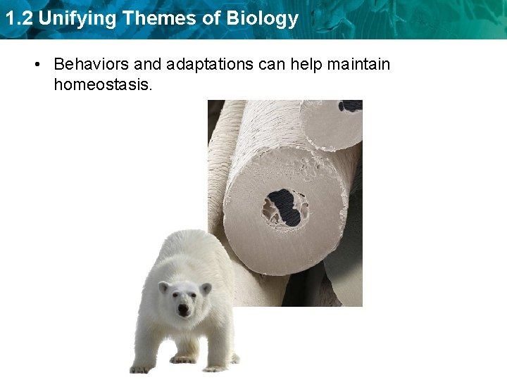 1. 2 Unifying Themes of Biology • Behaviors and adaptations can help maintain homeostasis.