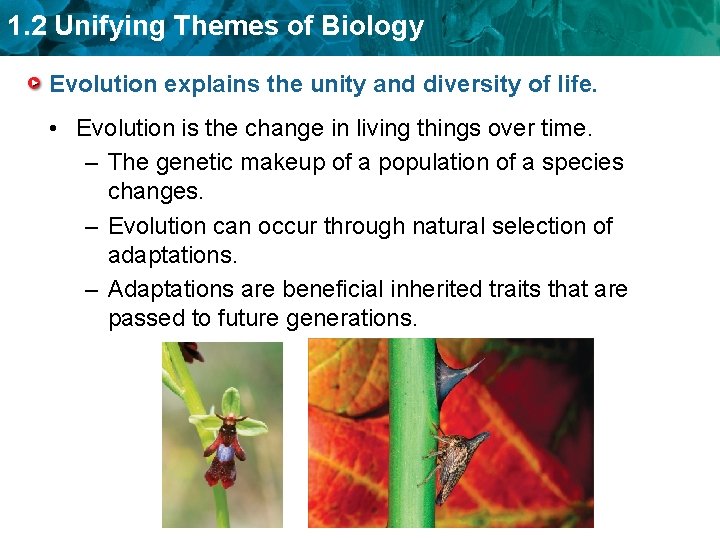 1. 2 Unifying Themes of Biology Evolution explains the unity and diversity of life.