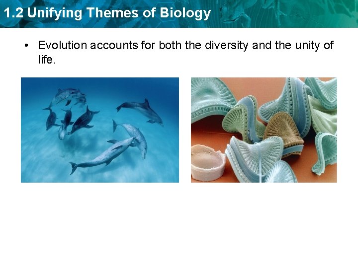 1. 2 Unifying Themes of Biology • Evolution accounts for both the diversity and