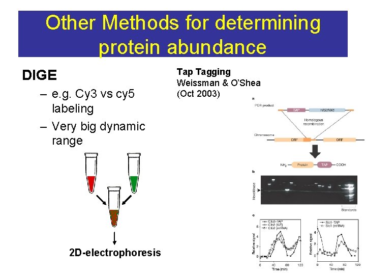 Other Methods for determining protein abundance DIGE – e. g. Cy 3 vs cy