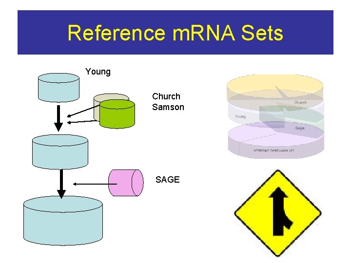 Reference m. RNA Sets Young Church Samson SAGE 