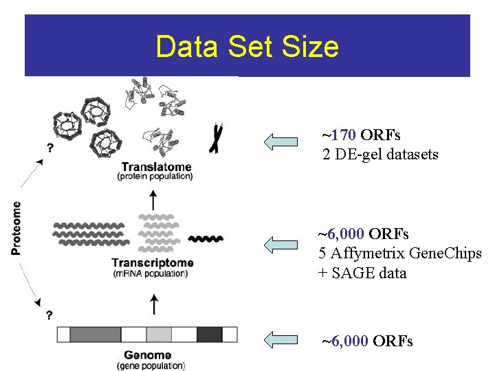 Data Set Size ~170 ORFs 2 DE-gel datasets ~6, 000 ORFs 5 Affymetrix Gene.