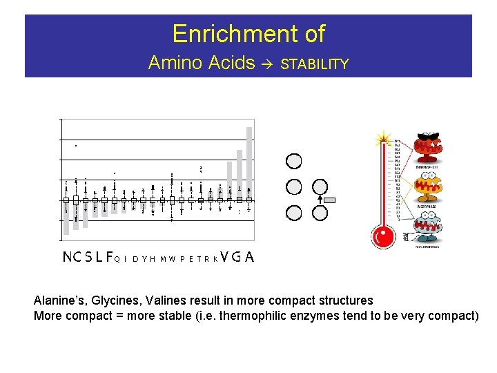 Enrichment of Amino Acids STABILITY Alanine’s, Glycines, Valines result in more compact structures More