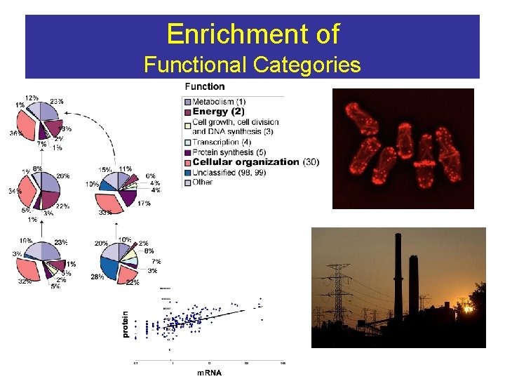 Enrichment of Functional Categories 