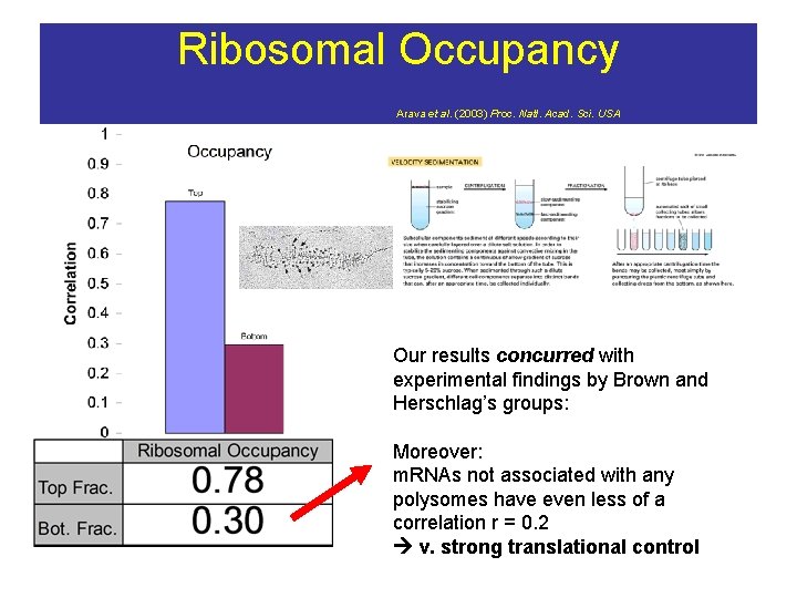 Ribosomal Occupancy Arava et al. (2003) Proc. Natl. Acad. Sci. USA Our results concurred