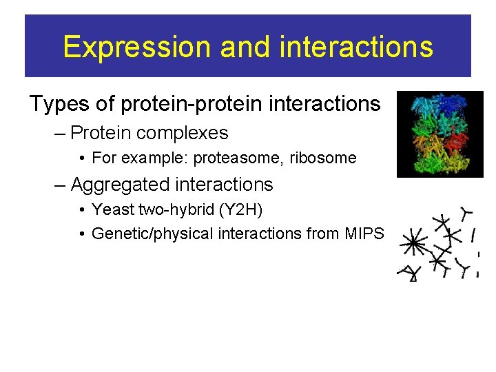 Expression and interactions Types of protein-protein interactions – Protein complexes • For example: proteasome,