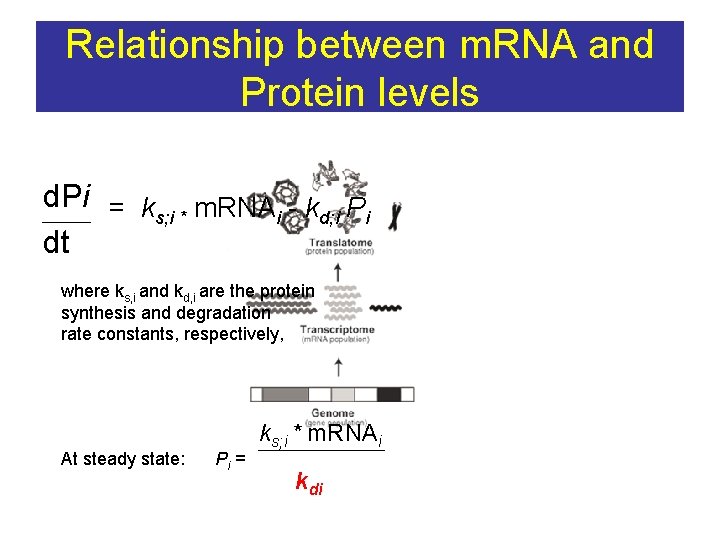 Relationship between m. RNA and Protein levels d. Pi = k m. RNA -