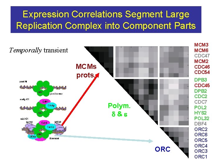 Expression Correlations Segment Large Replication Complex into Component Parts MCM 3 MCM 6 CDC