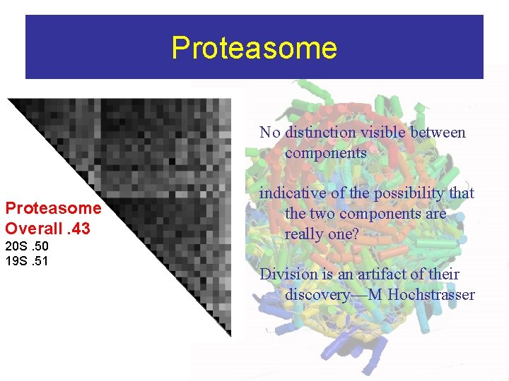 Proteasome No distinction visible between components Proteasome Overall. 43 20 S. 50 19 S.