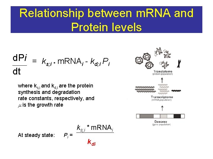 Relationship between m. RNA and Protein levels d. Pi = k m. RNA -