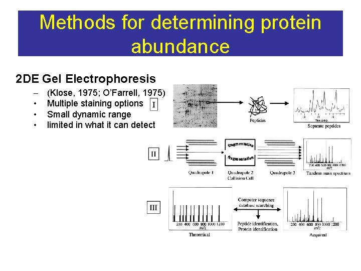 Methods for determining protein abundance 2 DE Gel Electrophoresis – • • • (Klose,