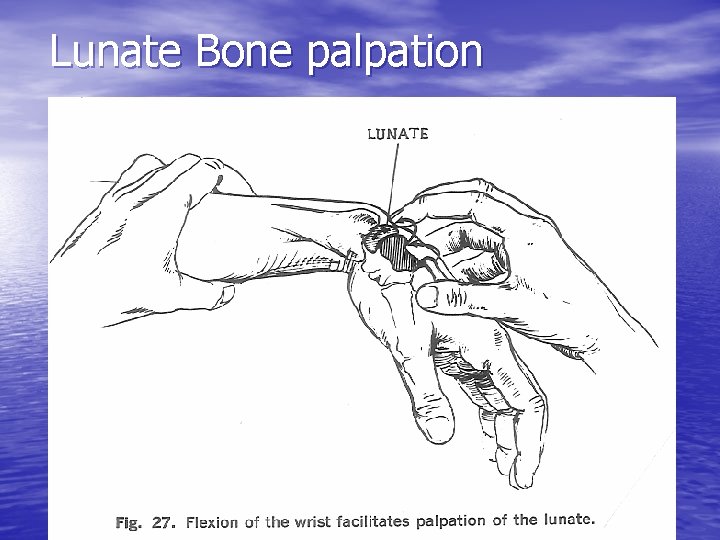 Lunate Bone palpation 