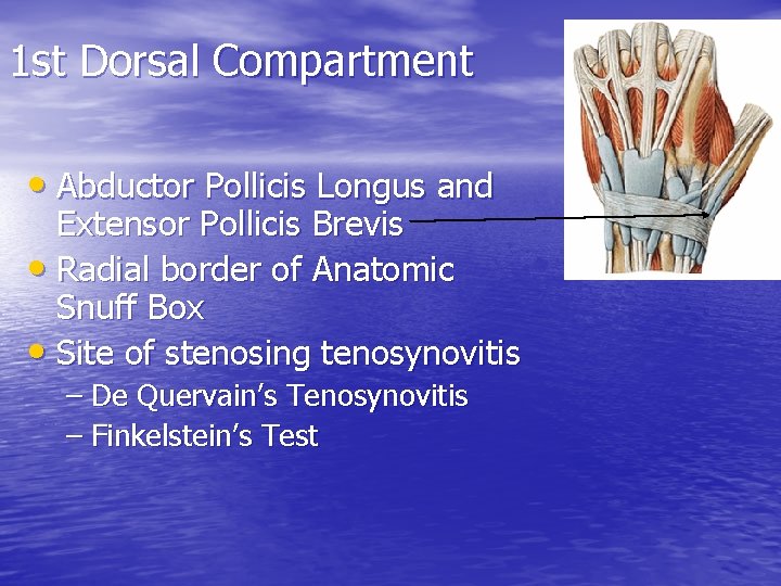 1 st Dorsal Compartment • Abductor Pollicis Longus and Extensor Pollicis Brevis • Radial