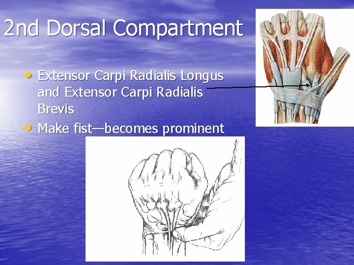 2 nd Dorsal Compartment • Extensor Carpi Radialis Longus • and Extensor Carpi Radialis
