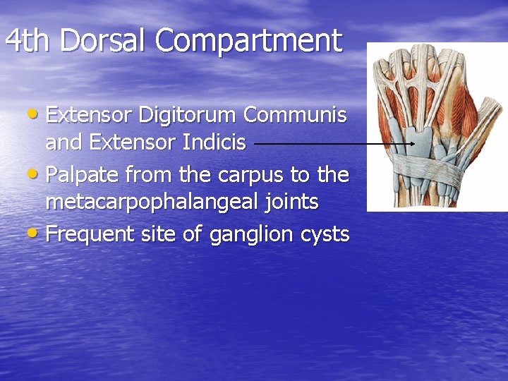 4 th Dorsal Compartment • Extensor Digitorum Communis and Extensor Indicis • Palpate from