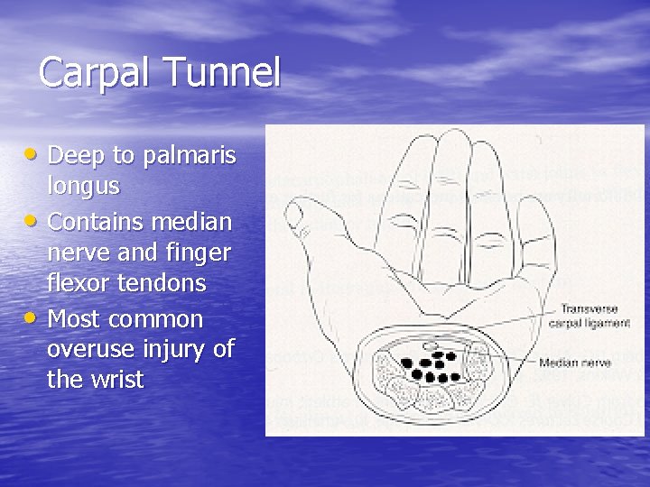 Carpal Tunnel • Deep to palmaris • • longus Contains median nerve and finger