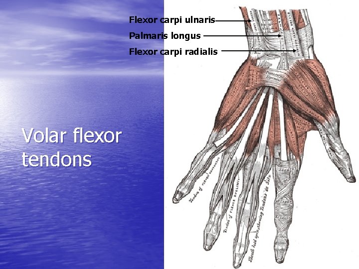 Flexor carpi ulnaris Palmaris longus Flexor carpi radialis Volar flexor tendons 