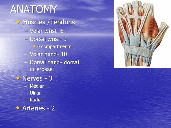 ANATOMY • Muscles /Tendons – Volar wrist- 6 – Dorsal wrist- 9 • 6
