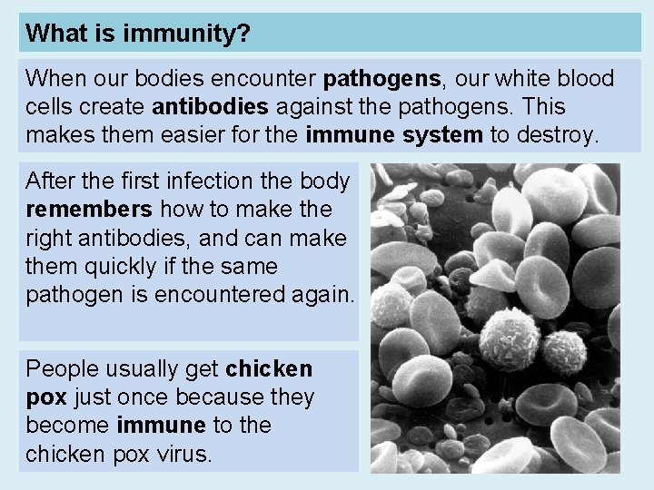 What is immunity? When our bodies encounter pathogens, our white blood cells create antibodies