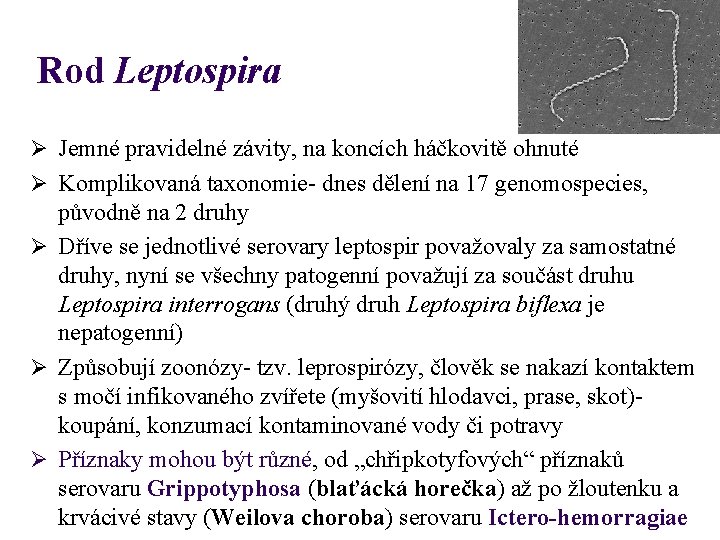 Rod Leptospira Ø Jemné pravidelné závity, na koncích háčkovitě ohnuté Ø Komplikovaná taxonomie- dnes