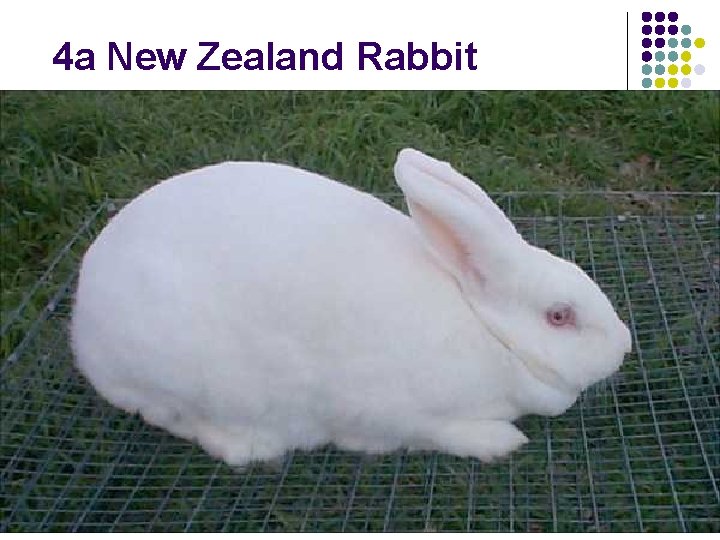 4 a New Zealand Rabbit 