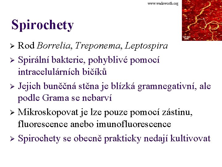 www. wadsworth. org Spirochety Rod Borrelia, Treponema, Leptospira Ø Spirální bakterie, pohyblivé pomocí intracelulárních