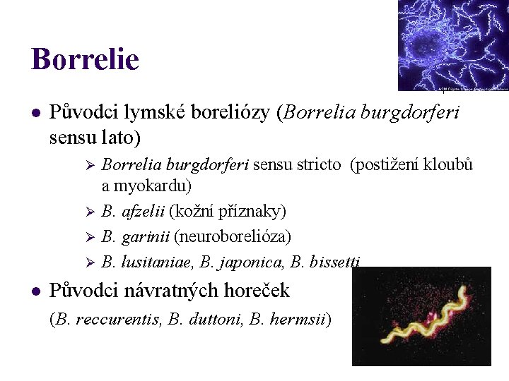 Borrelie l Původci lymské boreliózy (Borrelia burgdorferi sensu lato) Ø Ø l Borrelia burgdorferi