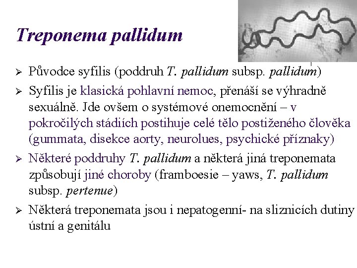 Treponema pallidum Ø Ø Původce syfilis (poddruh T. pallidum subsp. pallidum) Syfilis je klasická