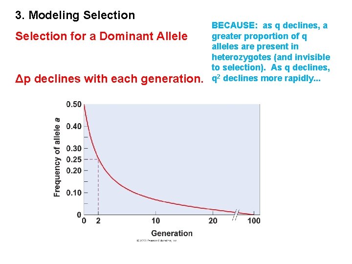 3. Modeling Selection for a Dominant Allele Δp declines with each generation. BECAUSE: as