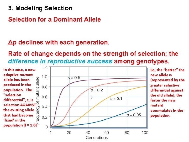 3. Modeling Selection for a Dominant Allele Δp declines with each generation. Rate of
