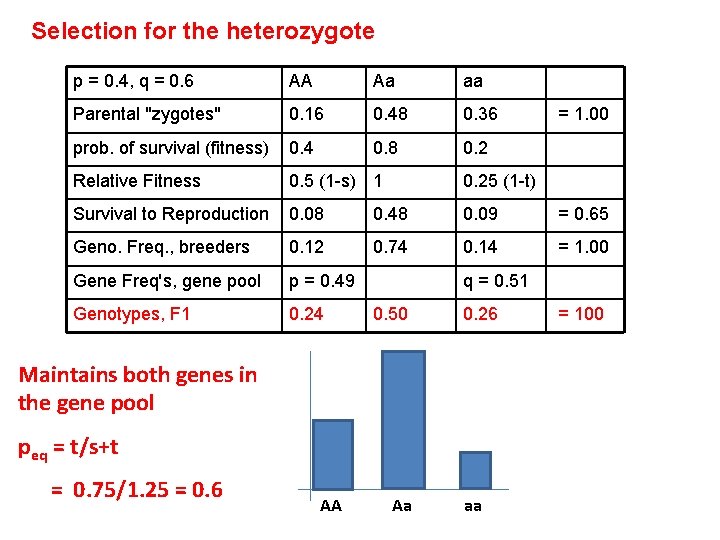 Selection for the heterozygote p = 0. 4, q = 0. 6 AA Aa