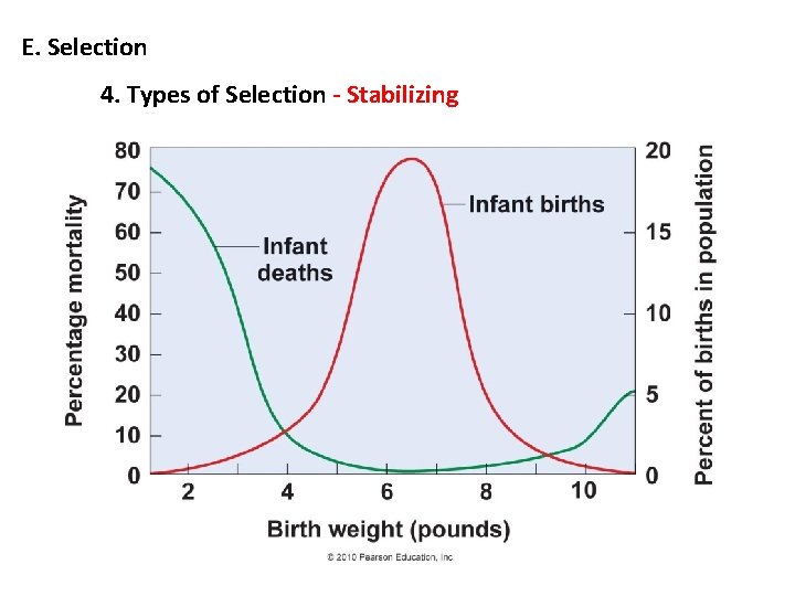 E. Selection 4. Types of Selection - Stabilizing 