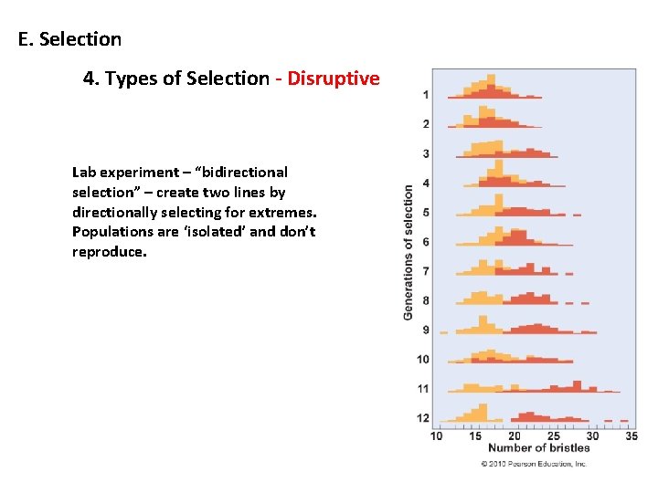 E. Selection 4. Types of Selection - Disruptive Lab experiment – “bidirectional selection” –