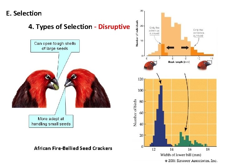 E. Selection 4. Types of Selection - Disruptive African Fire-Bellied Seed Crackers 