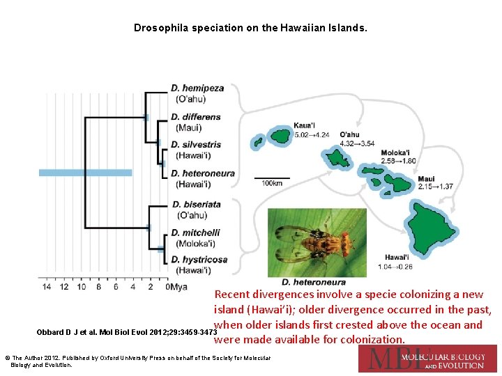 Drosophila speciation on the Hawaiian Islands. Recent divergences involve a specie colonizing a new