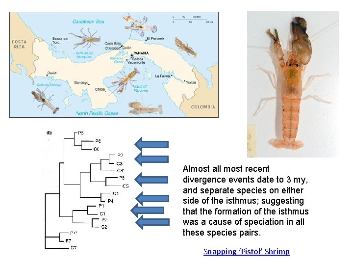 Almost all most recent divergence events date to 3 my, and separate species on