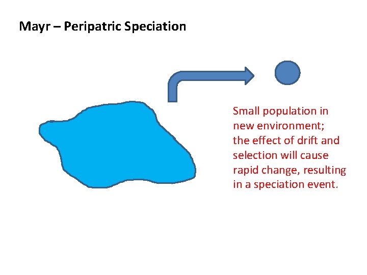 Mayr – Peripatric Speciation Small population in new environment; the effect of drift and