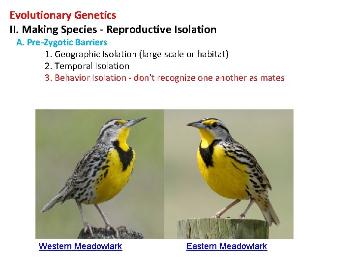 Evolutionary Genetics II. Making Species - Reproductive Isolation A. Pre-Zygotic Barriers 1. Geographic Isolation