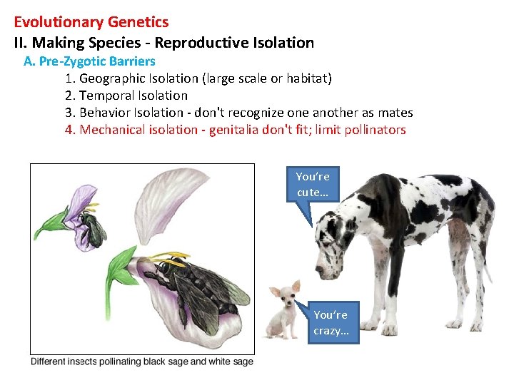 Evolutionary Genetics II. Making Species - Reproductive Isolation A. Pre-Zygotic Barriers 1. Geographic Isolation