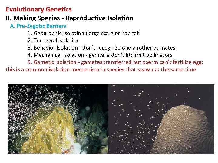 Evolutionary Genetics II. Making Species - Reproductive Isolation A. Pre-Zygotic Barriers 1. Geographic Isolation