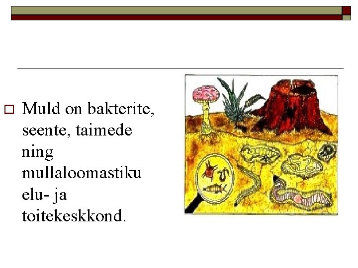  Muld on bakterite, seente, taimede ning mullaloomastiku elu- ja toitekeskkond. 