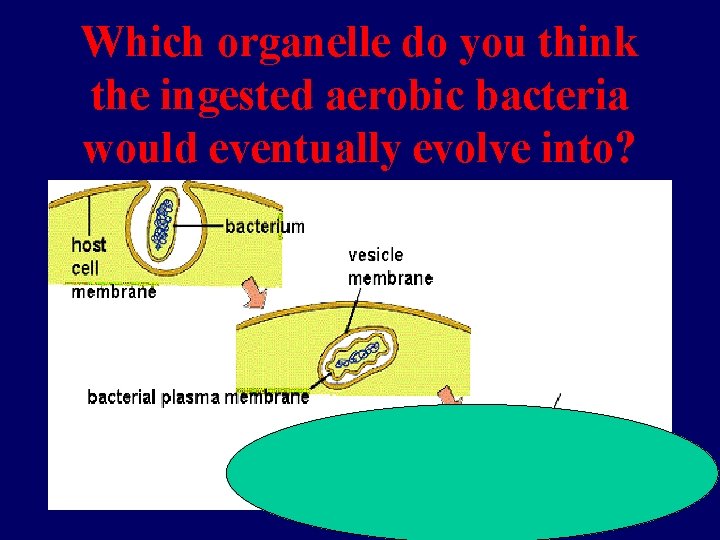 Which organelle do you think the ingested aerobic bacteria would eventually evolve into? 